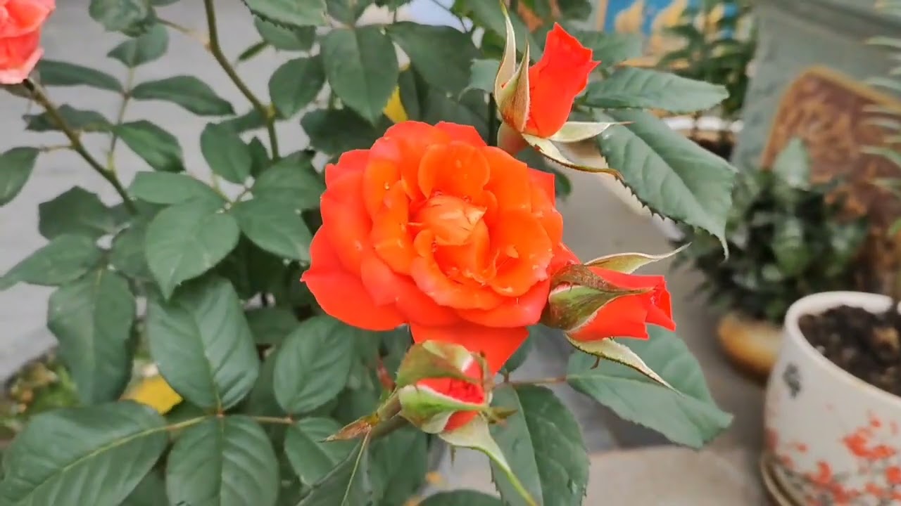 Truyện ngắn chồng có con riêng bên ngoài tập 1