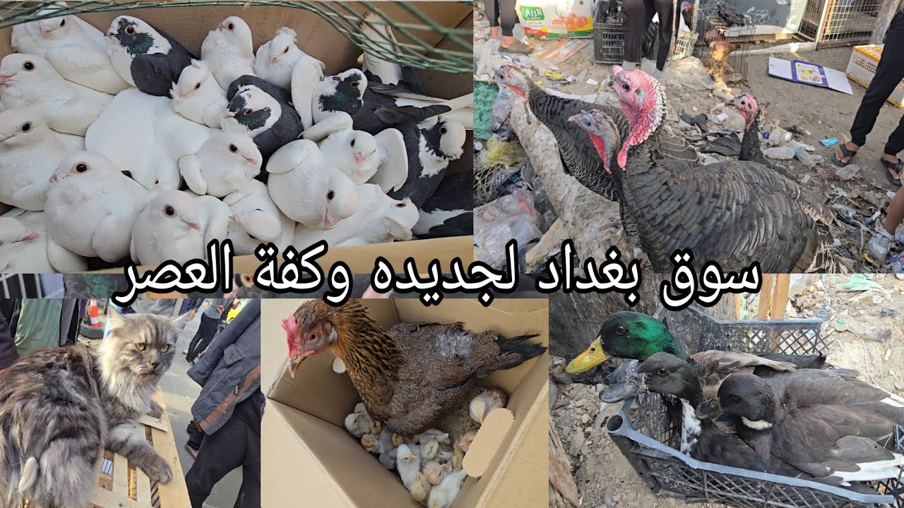 سوق بغداد لجديده وكفة العصر اهل الكراتين والخانات والجنابيز يوم  الإثنين 2026/3/2