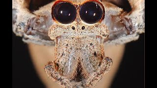 10 Mind-Blowing Facts About Spiders You Didn't Know