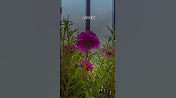 سوره الاخلاص 🥀❤️ #القرآن_الكريم #الاية #السعودية #العربية #سورة الاخلاص