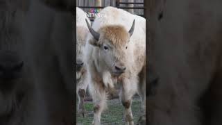 Muskoday First Nation welcomes its first white buffalo