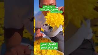 الأقحوان الذهبي او الشاي المعطر حصريا #ابداع_فى_عالم_الزراعه #mgeeeed2017