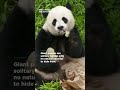 view Here&apos;s what you need to know about panda cubs and what they eat! 🐼 Smithsonian Channel #Shorts digital asset number 1