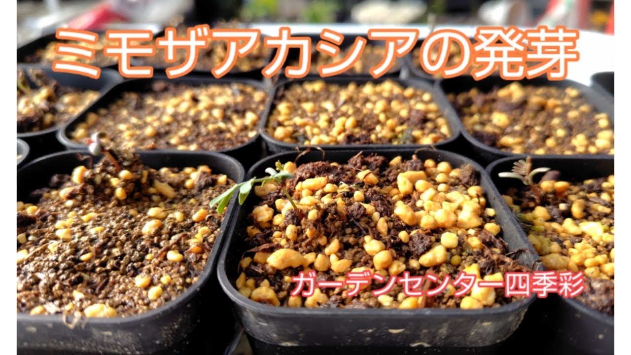 ミモザアカシアの発芽 #ミモザ #ガーデンセンター四季彩 #ミモザの種 