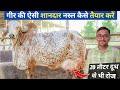 20 लीटर दूध वाली शानदार गिर ब्रीड😮 सिर्फ 1 साल में तैयार करें || How to make superb Gir breed ?