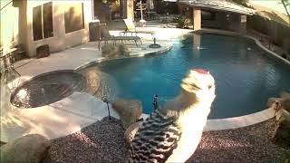 Blink Security Camera Catches Culprit