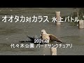 オオタカ対カラス　氷上バトル　2021.01 代々木公園　4K