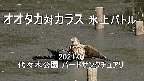 تحميل 鷹 カラス 捕食 تحميل 鷹 カラス 捕食