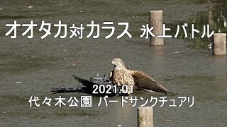 オオタカ対カラス　氷上バトル　2021.01 代々木公園　4K