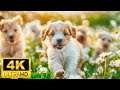 Baby Animals 4K (60 FPS) - Adorable Fun Loving Moments Of Cute Baby Animals With Relaxing Music