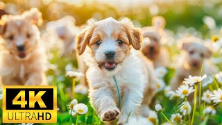 Baby Animals 4K (60 FPS)  Adorable Fun Loving Moments Of Cute Baby Animals With Relaxing Music