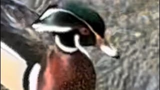 A pair of colourful Wood Ducks, cooling off in a creek