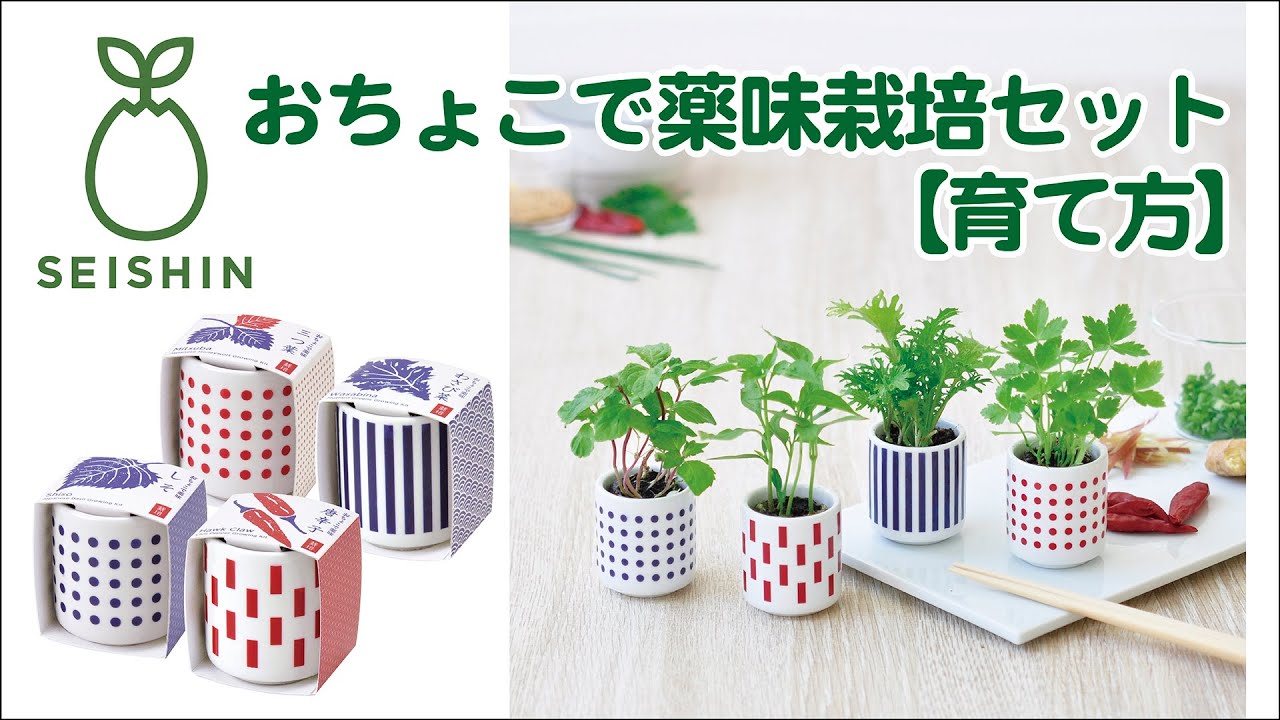 お部屋でできるちょこっと菜園