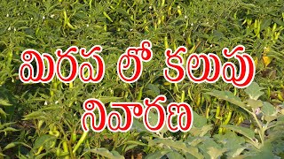 mirapa lo kalupu nivarana | mirapa sagu | chilli cultivation