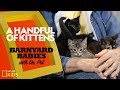Kittens and Their Characteristics