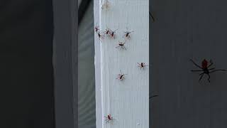 Newly Hatched Stink Bugs | Backyard Wilds | #coolorcreepy? #stinkbugs #backyardbugs #bugs #nature