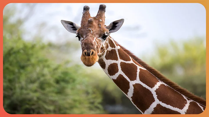 Exploring Space Through Evolution: The Unexpected Role Of Giraffes (4K Documentary)