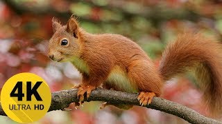 Best Attractive Squirrel Meditation Sleep Relax Music 4K Ultra HD screenshot 2