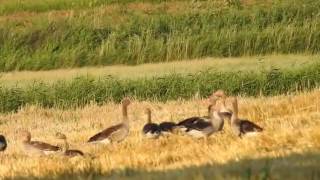 Gâștele de vară  (Anser anser) Greylag goose and goslings