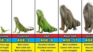 Iguana Transformation From 0 To 25 Years Old