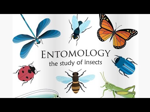 فيديو: ماذا يدرس عالم الحشرات؟