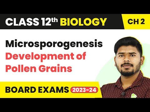 توسعه میکروسپوروژنز دانه های گرده - تولید مثل جنسی در گیاهان گلدار | کلاس 12