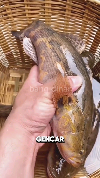 1 JUTA PERPORSI⁉️ FIX IKAN BETUTU/ GABUS MALAS MAKANAN MEWAH‼️  #shorts