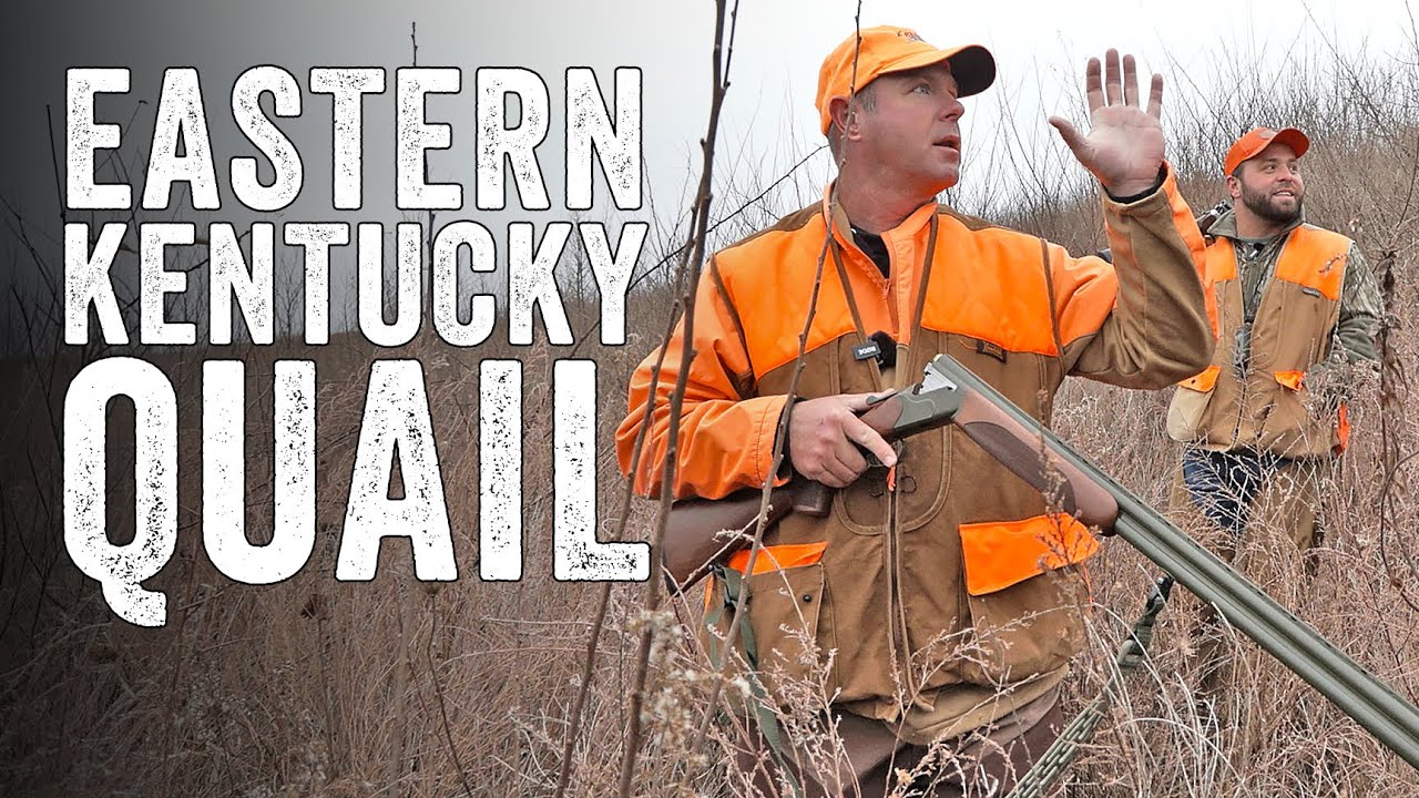 Eastern Kentucky Quail Hunting YouTube