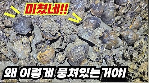 폭염 속 굴밭에 나오는 소라를 직접 잡아서 먹어보자!!