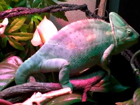 My veiled chameleon changing color