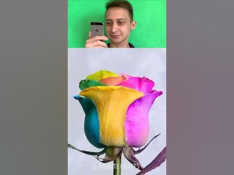 Разоблачение лайфхака разноцветная роза - YouTube