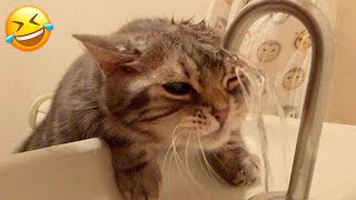 New Funny Animals 🤩 Funniest Cats and Dogs Videos 😸🐶 Part 16 by Crazy Pets  90,971 views 3 months ago 20 minutes