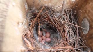 Nature 101 | Wren Eggs