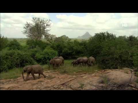 Video: Sheldrick Elephant Orphanage, Nairobi: Der vollständige Leitfaden