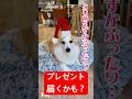 ハッピーホリデー🎄プレゼント届くかも? #コーギー #つーちゃん #happyholidays
