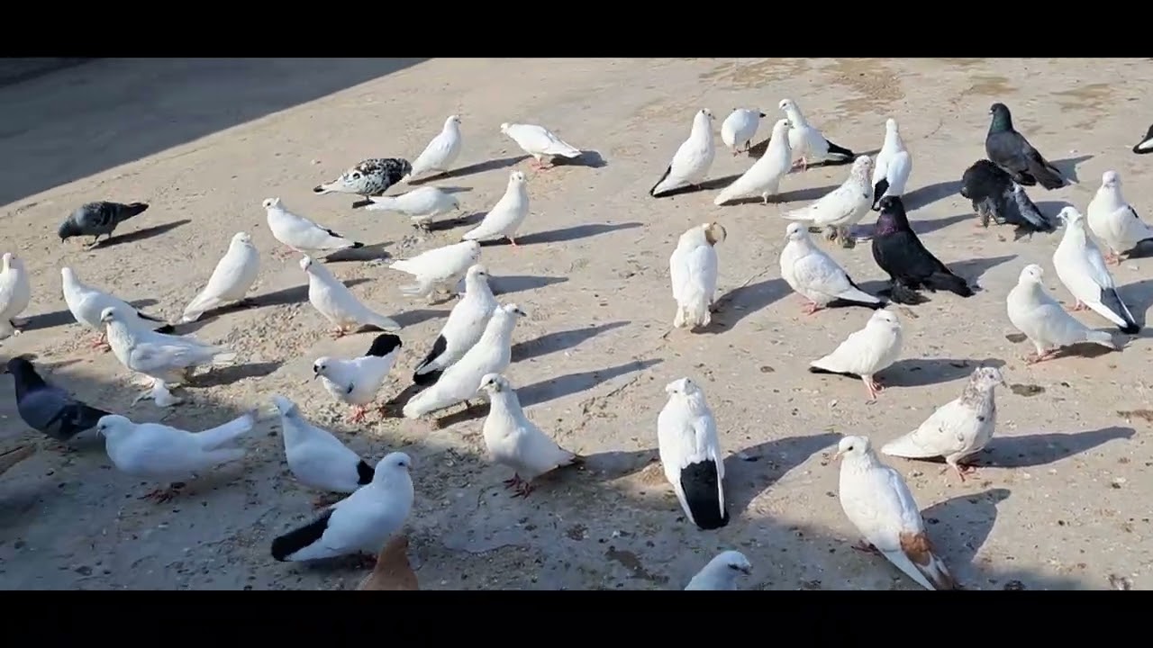 26.02.2026. Туркменистан.г.Туркменабат.Чарджовский голуби.🕊🕊🕊🕊🕊..