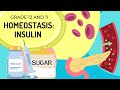 Understanding Homeostasis and Insulin Regulation