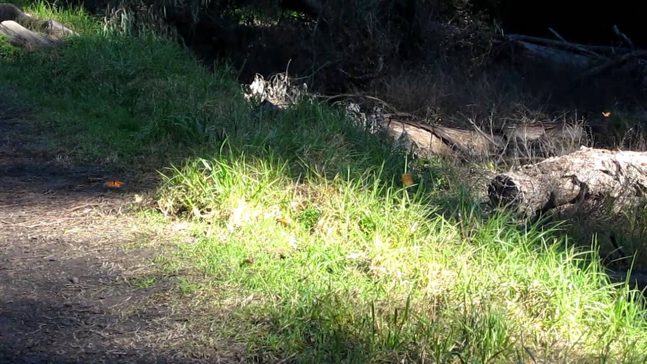 Monarchs everywhere as we approach the main grove