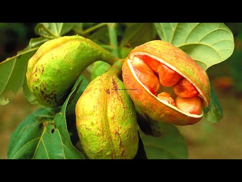 Видео: Что такое орех кола: информация о выращивании орехов кола