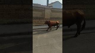 Toro de Hermans Vela en #castejon #navarra #toro #capon #calle #festejo #popular #navarratoros