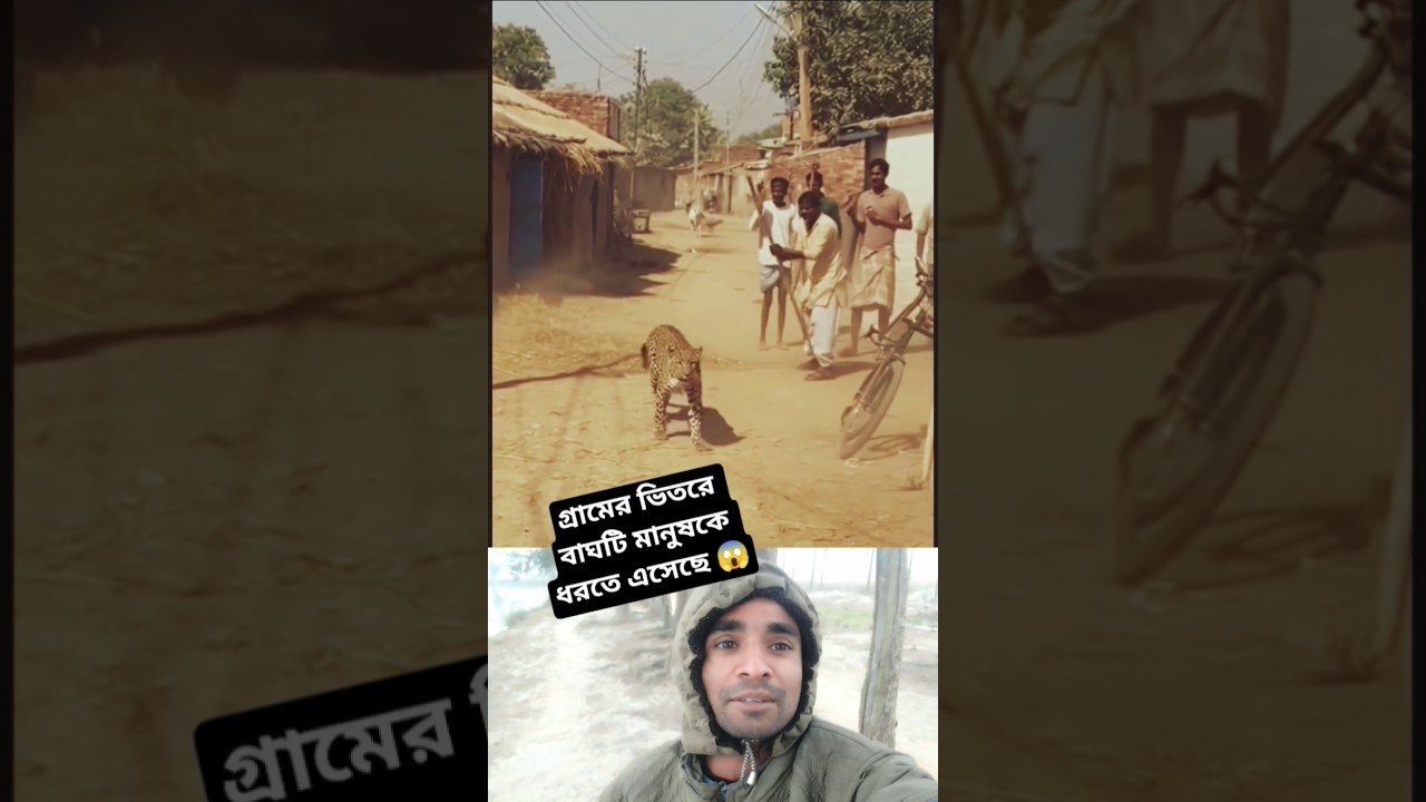 গ্রামের ভিতরে বাঘটি মানুষকে ধরতে এসেছে 
