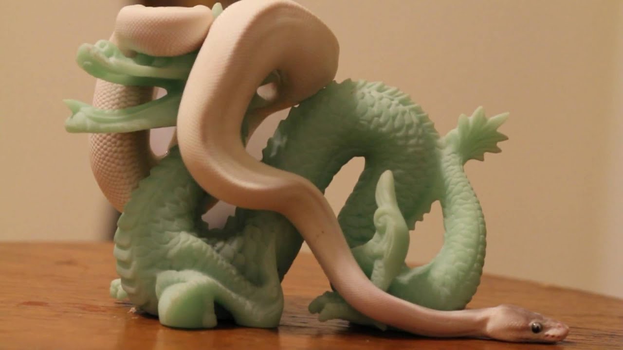 eggs florentine Lucy with a Dragon - Leucistic Ball Python - Canon 7D test