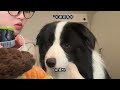 Top Battle of Wits between Cows and dogs (Not really)#Border Collie s Daily life#The dog s