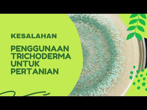 Video: Apa yang membunuh spora trichoderma?
