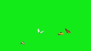 Полет бабочки, бабочек (хромакей)