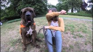 Tosa Inu - Atai Tosa Tandoku (my best friend, world winner)