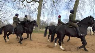 Royal Guards  drill #horse #horses #horsetraining #royalhorse #royalguard #englishhorse