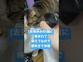 【盛りが抜けない猫】ネコがねこを噛んだ時の対策#shorts