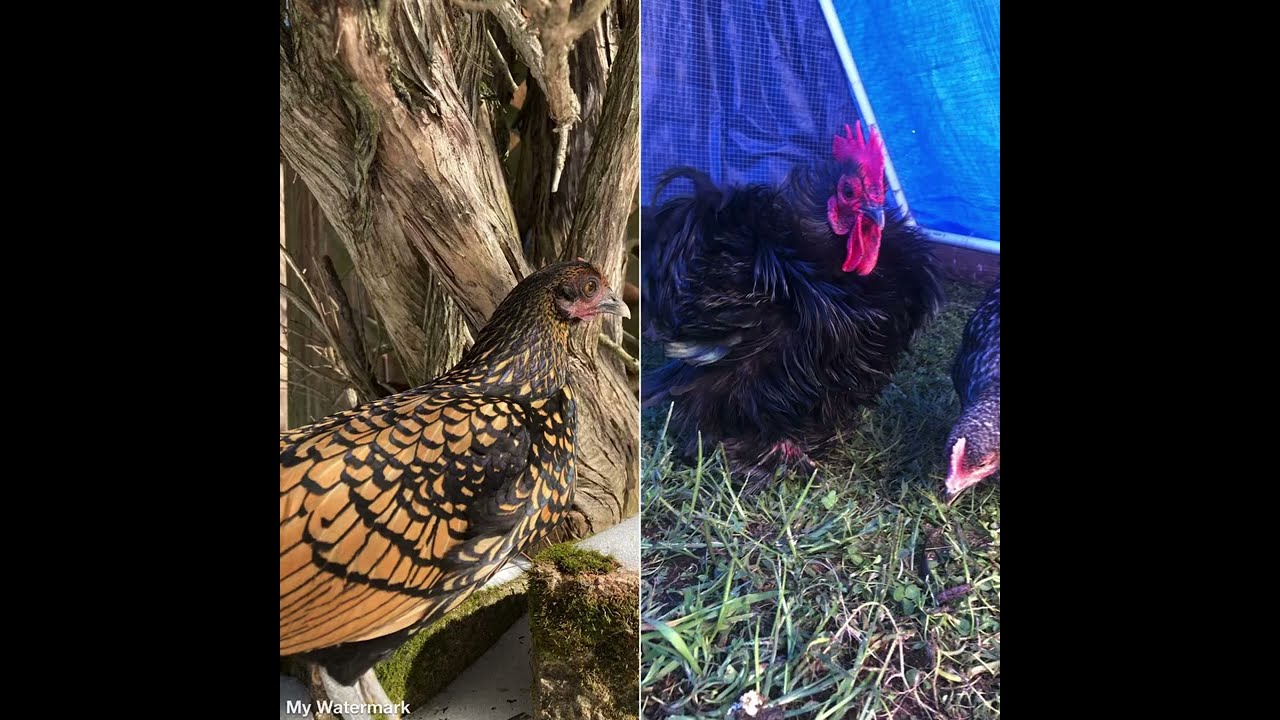 Things To Consider When Breeding Frizzle Chickens 