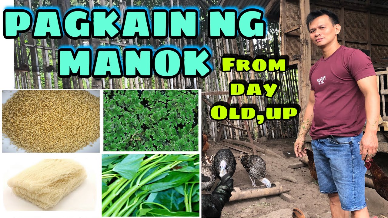 PAGKAIN NG MANOK FROM DAY OLD ,UP | FREE RANGE CHICKEN | BUHAY